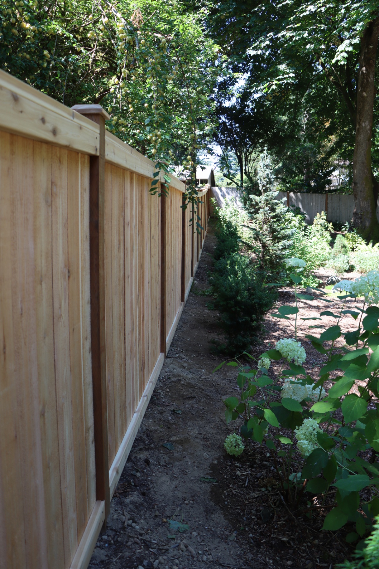 Picture frame fence beside garden plantings ready for maintenance staining