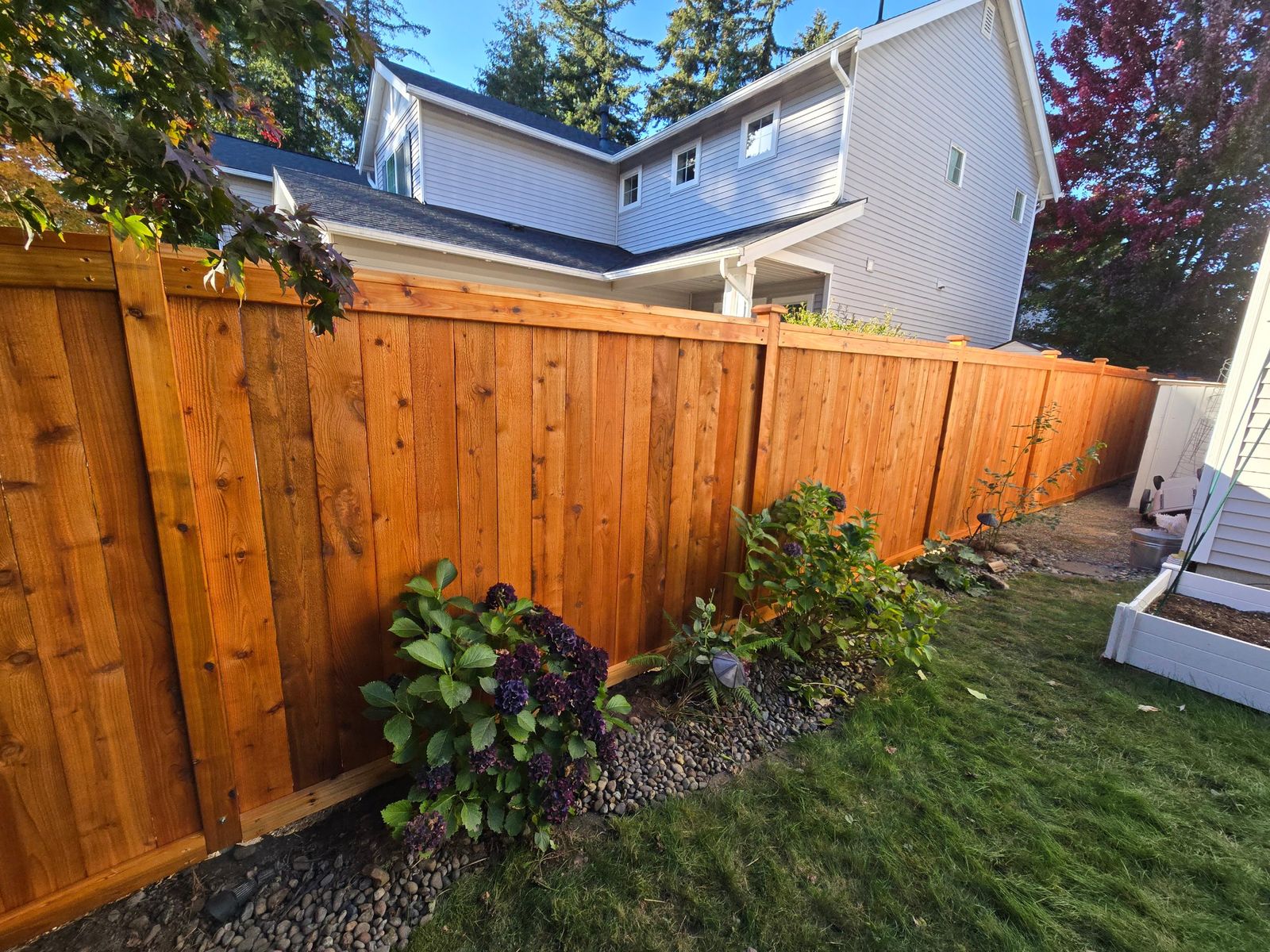 Penofin-stained cedar picture frame privacy fence behind a backyard garden bed in Maple Valley, WA
